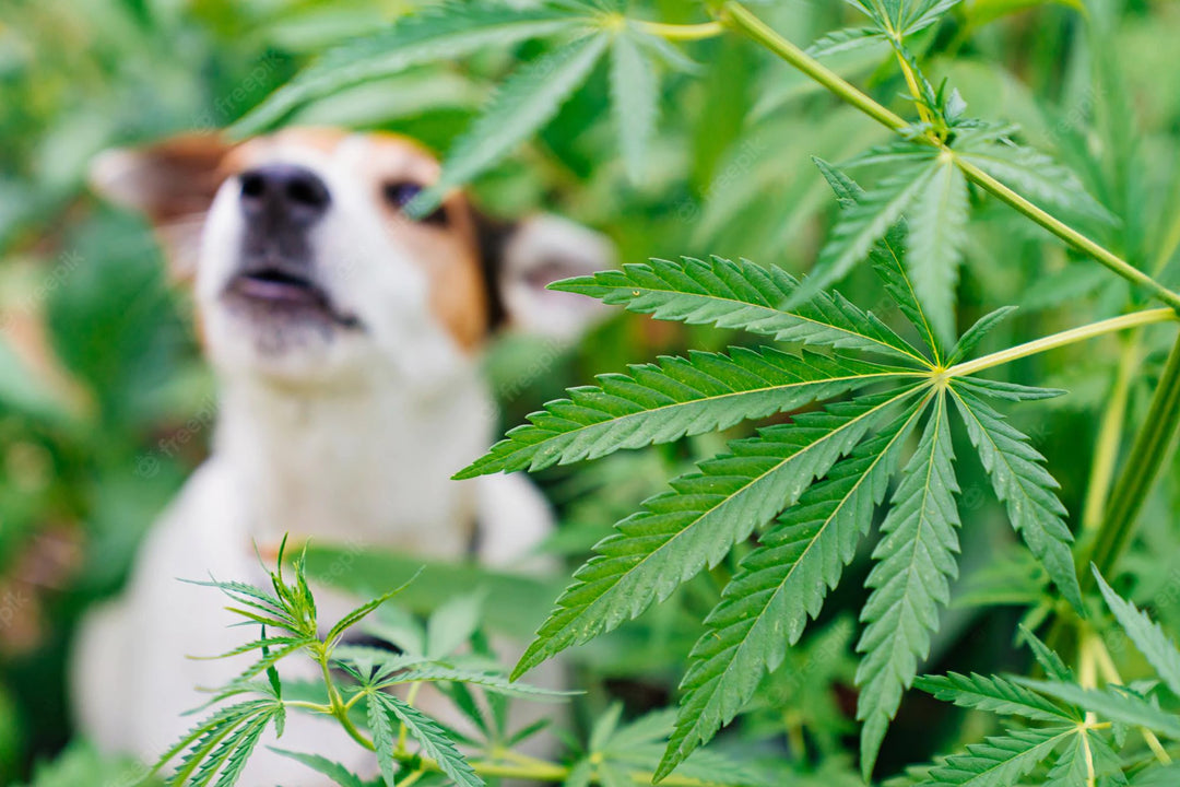 HEMP OIL FOR PETS