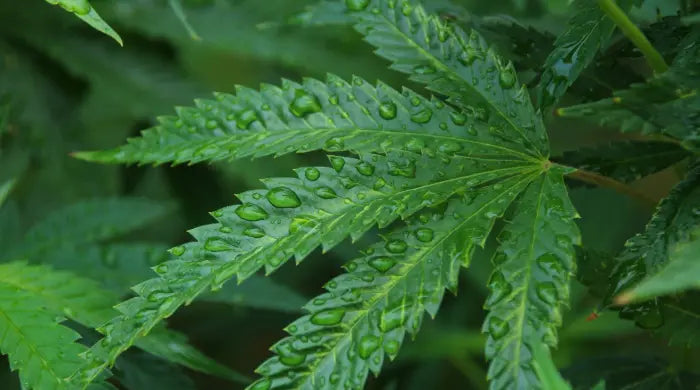 Supporting Local: The Importance of Australian-Made Hemp Products