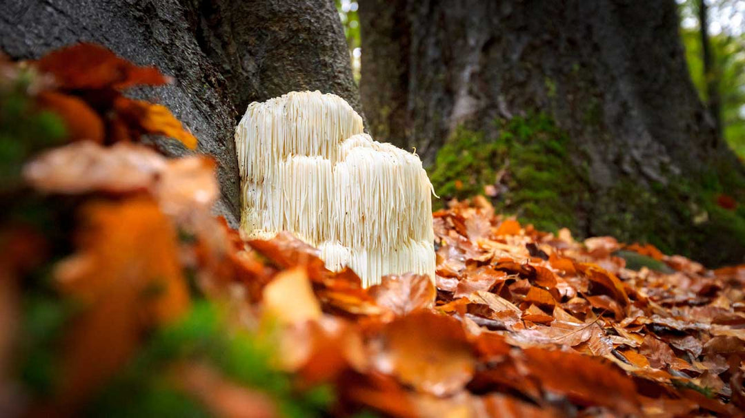 UNLEASH YOUR BRAIN'S POTENTIAL WITH LION'S MANE MUSHROOM