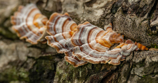 UNLOCKING THE POWER OF TURKEY TAIL MUSHROOM: A NATURAL MIRACLE FOR IMMUNE SUPPORT AND OVERALL WELLNESS